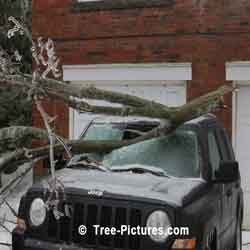 Tree Services Emergency: Crashes Tree on Vehicle Photo
