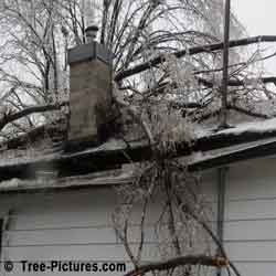 Tree Service Emergency: Winter Storm Crashes Trees on House Picture