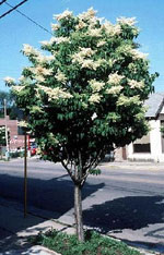 Lilac Tree Pictures, Photos, Images