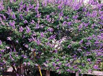 lilac tree