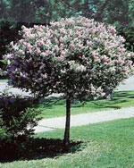Lilac Bush, Pictures, Images of Licac Trees