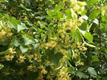 linden tree picture
