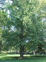 ginkgo biloba tree picture