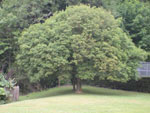 Manna Ash, Photo of Manna Ash Tree