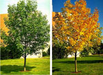 Marshall Ash, Spring & Fall Photos of the Marshall Ash Tree