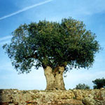 Olive Tree Pictures: Photo, Images of Olive Trees