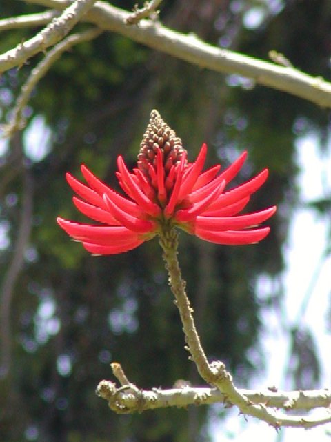 Palm Flower Photo: Image, Picture of Red Palm Tree Bloom