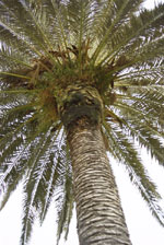 palm tree picture