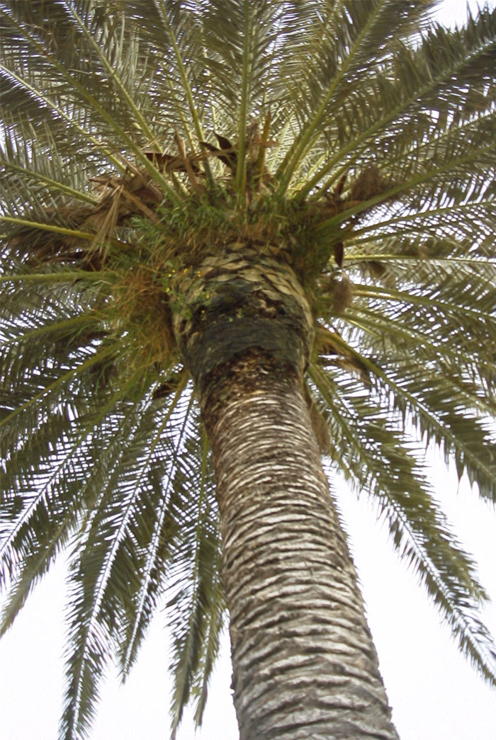 palm tree pictures 1 palm tree pictures 2 palm trees