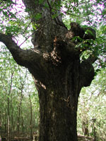 pecan tree