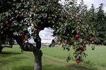 apple tree photo