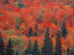 Sugar Maple Trees in Fall Colour