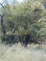 Texas Walnut Tree Picture
