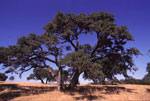 oak tree photo