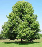 linden tree picture