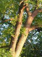 Walnut Tree Trunk, Branches & Leaves