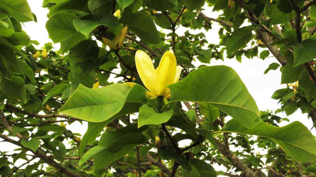 Magnoliaceae Yellow Bird Type of Magnolia