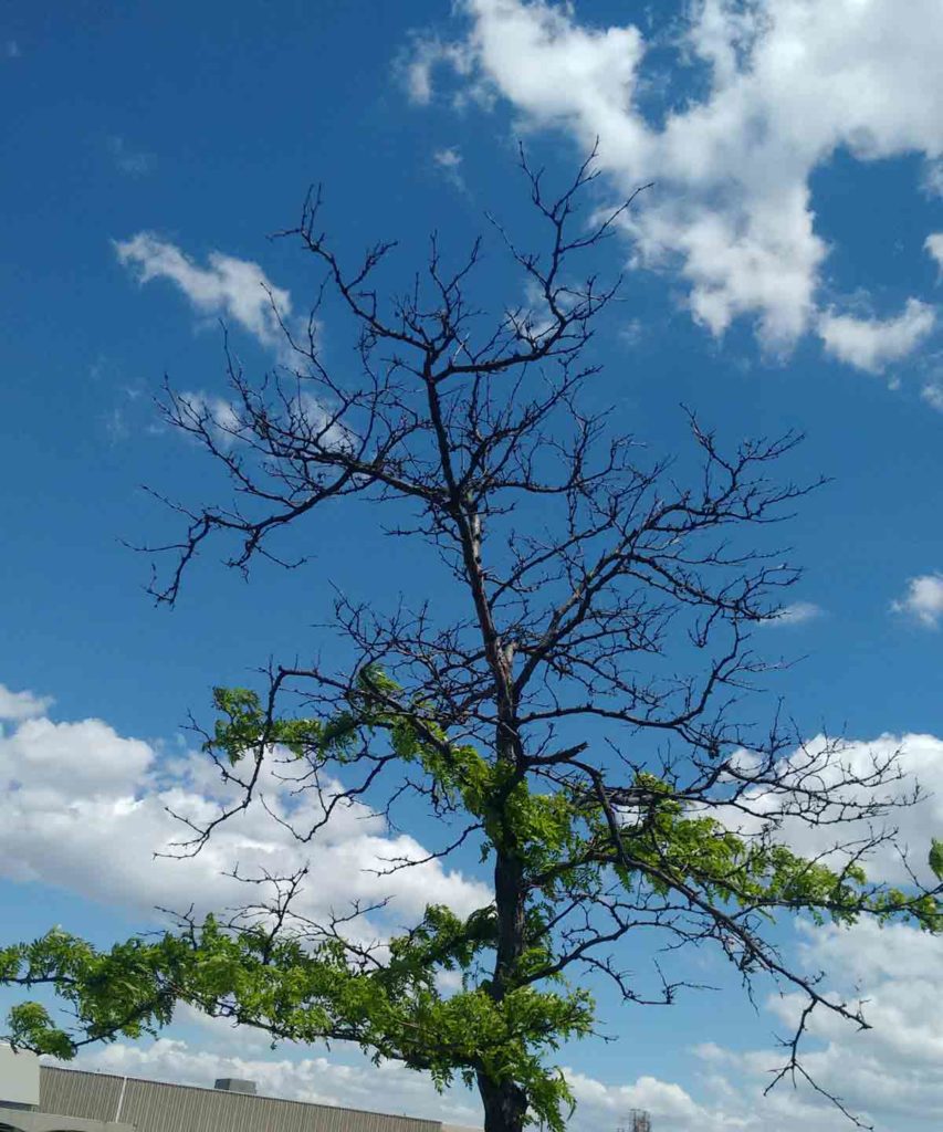 Honey Locust Tree