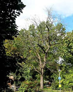 Walnut Tree Picture