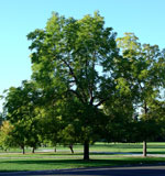Walnut Tree, Picture of Large Walnut Tree in Summer