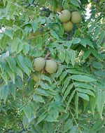 Walnuts, Fruit of the Walnut Tree