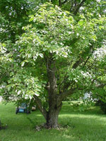 Walnut Tree Types, English Walnut Tree