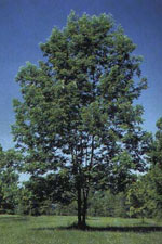 White Ash, Image of White Ash Tree