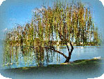 willow tree picture