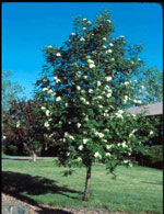 maple tree picture
