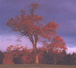 Black Tupelo (Gum Tree)Picture