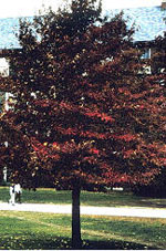 Black Tupelo: Gum Tree Photo