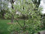 silverbell tree picture