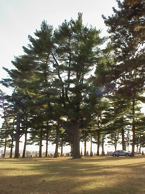 Pine Tree Pictures