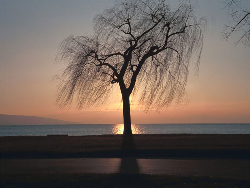 Ebony Tree Sunset Picture.