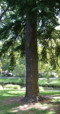 tree fir
