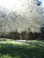Flowering Plum Trees: Tree White Blossom