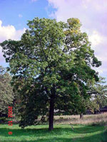 hickory  tree picture