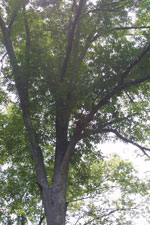 hickory tree picture
