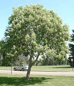 horse chestnut tree picture