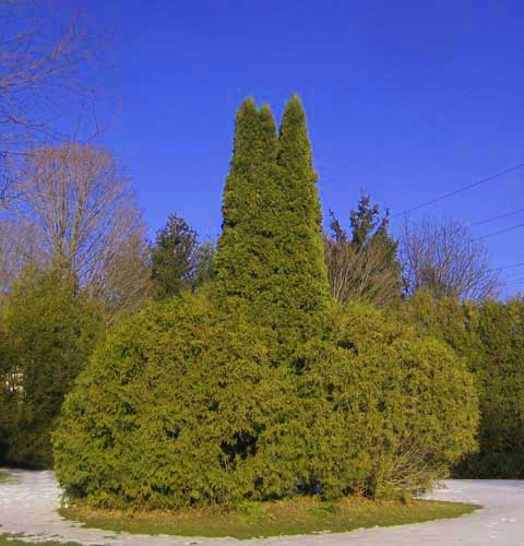 Picture of Cedar Trees