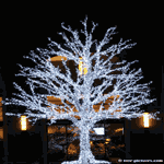 Oh Christmas Tree: White Xmas LED Lightss