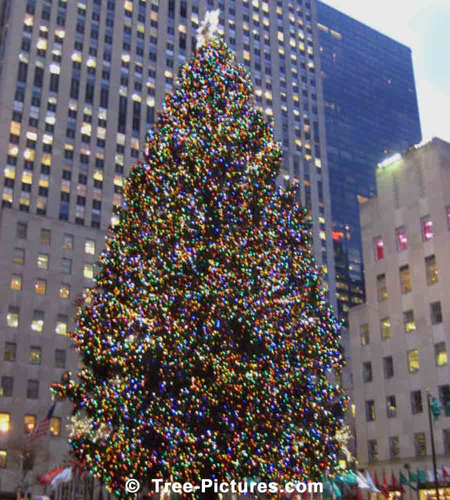 Time square christmas deals tree