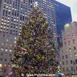 Pictures of Christmas Trees: Xmas in Times Square New York, NY