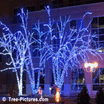 Trees Decorated With Blue Lights For Christmas