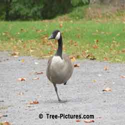 Forest Animal Picture: Canada Goose