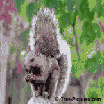 Black Walnut Eating Machine, Brown Squirrel Photo