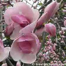 Magnolia Tree Blossom Picture, Picture of the Magnolia Tree and its beautiful spring blossoms