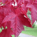Maple Leaf: Red Maple Tree | Tree:Maple+Red+Leaf at Tree-Pictures.com