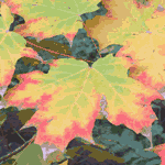 Maple Tree Leaves Wallpaper, Colorful Fall Leaves from the Maple Trees