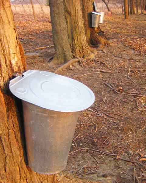 best potting medium for sugar maple trees